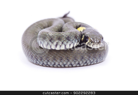 Snake snake stock photo, snake isolated on white background by Vitaliy Pakhnyushchyy