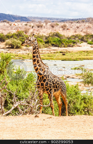 To use this stock image in your creative project, please select the size you need over to the right and click the "Add to Cart" button.
Your downloaded image will come with the Cutcaster watermark removed so don’t worry about the watermark you see on this page. Free Giraffe in Kenya stock photo, Kenya, Tsavo East National Park. Free giraffe in sunset light. by Perseomedusa