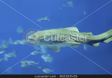 To use this stock image in your creative project, please select the size you need over to the right and click the "Add to Cart" button.
Your downloaded image will come with the Cutcaster watermark removed so don’t worry about the watermark you see on this page. Zebra shark stock photo, Zebra shark swimming in blue water at Phi Phi, Thailand by Kjersti Jorgensen