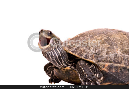 Turtle with open mouth isolated on white background Turtle with open mouth isolated on white background stock photo, Turtle with open mouth isolated on white background by vaeenma