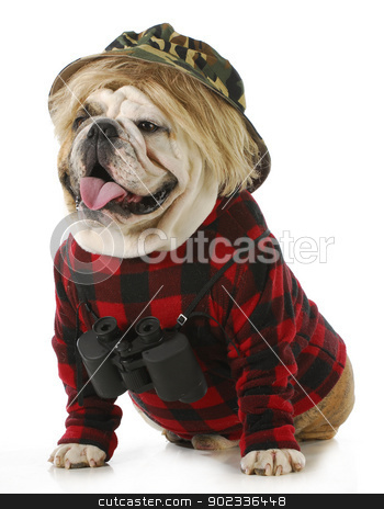 Hunting dog hunting dog stock photo, hunting dog - english bulldog wearing binoculars and hunting clothes isolated on white background by John McAllister