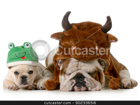 Cute dogs cute dogs stock photo, english bulldog and french bulldog dressed up like bull and frog isolated on white background by John McAllister