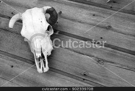 To use this stock image in your creative project, please select the size you need over to the right and click the "Add to Cart" button.
Your downloaded image will come with the Cutcaster watermark removed so don’t worry about the watermark you see on this page. The Skull on Shed Wood Wall stock photo, The Skull Bone of a Cow on display by Christopher Boswell