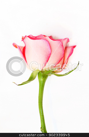 To use this stock image in your creative project, please select the size you need over to the right and click the "Add to Cart" button.
Your downloaded image will come with the Cutcaster watermark removed so don’t worry about the watermark you see on this page. One pink rose on white stock photo, One pink rose on white background by Juliet Photography