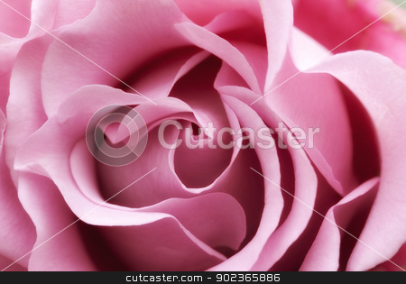 To use this stock image in your creative project, please select the size you need over to the right and click the "Add to Cart" button.
Your downloaded image will come with the Cutcaster watermark removed so don’t worry about the watermark you see on this page. soft pink rose stock photo, beautiful and perfect soft pink rose flower by Phil Morley