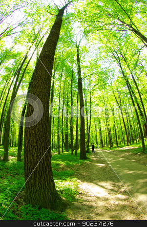 To use this stock image in your creative project, please select the size you need over to the right and click the "Add to Cart" button.
Your downloaded image will come with the Cutcaster watermark removed so don’t worry about the watermark you see on this page. green forest stock photo, a path is in the green forest by Vitaliy Pakhnyushchyy