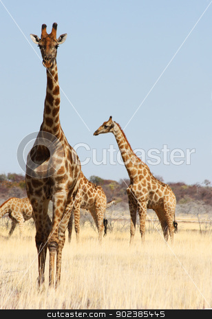 To use this stock image in your creative project, please select the size you need over to the right and click the "Add to Cart" button.
Your downloaded image will come with the Cutcaster watermark removed so don’t worry about the watermark you see on this page. Group of giraffes stock photo, Namibian wild life, Etosha park, dry season by Perseomedusa