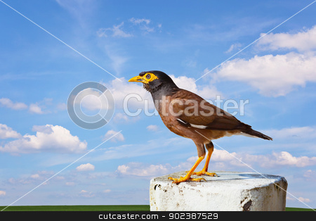 To use this stock image in your creative project, please select the size you need over to the right and click the "Add to Cart" button.
Your downloaded image will come with the Cutcaster watermark removed so don’t worry about the watermark you see on this page. Common mynah bird stock photo, Common mynah bird on cloudy sky background by Alexey Romanov