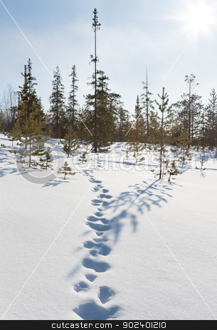 To use this stock image in your creative project, please select the size you need over to the right and click the "Add to Cart" button.
Your downloaded image will come with the Cutcaster watermark removed so don’t worry about the watermark you see on this page. Footprints in the snow in winter forest stock photo, Footprints in the snow in winter forest on the bright spring sun by Ruslan Kudrin