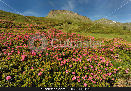 To use this stock image in your creative project, please select the size you need over to the right and click the "Add to Cart" button.
Your downloaded image will come with the Cutcaster watermark removed so don’t worry about the watermark you see on this page. Rhododendron in the mountain stock photo, Rhododendron flowers over the Mont Cenis (France) by Alessandro D'Ambrosio