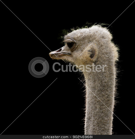 To use this stock image in your creative project, please select the size you need over to the right and click the "Add to Cart" button.
Your downloaded image will come with the Cutcaster watermark removed so don’t worry about the watermark you see on this page. ostrich head isolated stock photo, head of an ostrich isolated on black, Struthio camelus by Andreas Altenburger