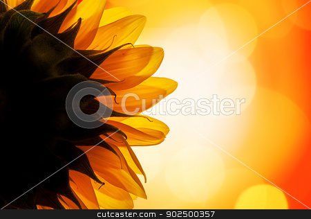 To use this stock image in your creative project, please select the size you need over to the right and click the "Add to Cart" button.
Your downloaded image will come with the Cutcaster watermark removed so don’t worry about the watermark you see on this page. Sunflower in the sun stock photo, The back of a sunflower turning its face towards the sun. by Piccia Neri