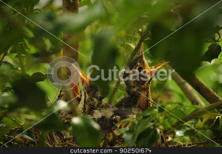 To use this stock image in your creative project, please select the size you need over to the right and click the "Add to Cart" button.
Your downloaded image will come with the Cutcaster watermark removed so don’t worry about the watermark you see on this page. Baby birds calling from nest stock photo, Baby birds calling from nest in a tree branch by J.R. Bale