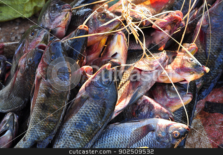 To use this stock image in your creative project, please select the size you need over to the right and click the "Add to Cart" button.
Your downloaded image will come with the Cutcaster watermark removed so don’t worry about the watermark you see on this page. Raw fish stock photo, River fish for sale in Asian countryside by Hang Dinh