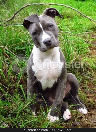 To use this stock image in your creative project, please select the size you need over to the right and click the "Add to Cart" button.
Your downloaded image will come with the Cutcaster watermark removed so don’t worry about the watermark you see on this page. Little Champion stock photo, An American Pitbul Terrier puppy sits for a photo with whimsical head tilt by Sargento