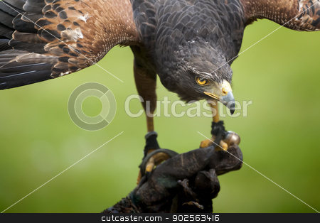 To use this stock image in your creative project, please select the size you need over to the right and click the "Add to Cart" button.
Your downloaded image will come with the Cutcaster watermark removed so don’t worry about the watermark you see on this page. hawk bird stock photo, An image of a beautiful hawk bird by Markus Gann