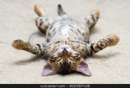 To use this stock image in your creative project, please select the size you need over to the right and click the "Add to Cart" button.
Your downloaded image will come with the Cutcaster watermark removed so don’t worry about the watermark you see on this page. kitten stock photo, The small British kitten sleeps by Vitaliy Pakhnyushchyy