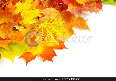 To use this stock image in your creative project, please select the size you need over to the right and click the "Add to Cart" button.
Your downloaded image will come with the Cutcaster watermark removed so don’t worry about the watermark you see on this page. maple leaves stock photo, autumn maple leaves isolated on a white by Vitaliy Pakhnyushchyy