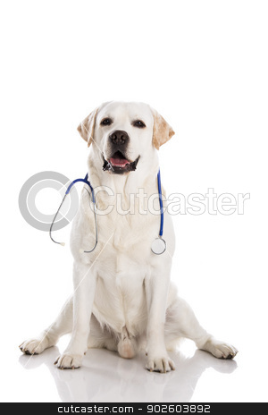 To use this stock image in your creative project, please select the size you need over to the right and click the "Add to Cart" button.
Your downloaded image will come with the Cutcaster watermark removed so don’t worry about the watermark you see on this page. Vet dog stock photo, Beautiful labrador retriever with a stethoscope on his neck, isolated on white by ikostudio