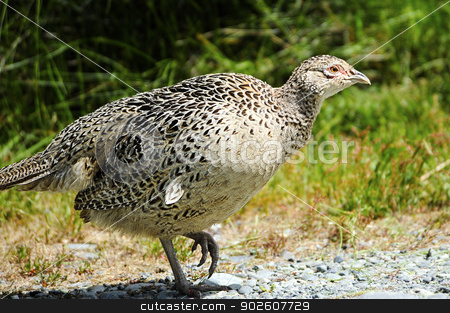 To use this stock image in your creative project, please select the size you need over to the right and click the "Add to Cart" button.
Your downloaded image will come with the Cutcaster watermark removed so don’t worry about the watermark you see on this page. Female Pheasant stock photo, A female pheasant in New Zealand by Don Fink