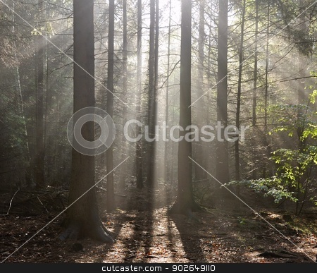 To use this stock image in your creative project, please select the size you need over to the right and click the "Add to Cart" button.
Your downloaded image will come with the Cutcaster watermark removed so don’t worry about the watermark you see on this page. Rays of sun stock photo, Rays of sun in the fog in the forest by Ondrej Vladyka