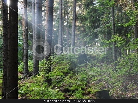 To use this stock image in your creative project, please select the size you need over to the right and click the "Add to Cart" button.
Your downloaded image will come with the Cutcaster watermark removed so don’t worry about the watermark you see on this page. Rays of sun stock photo, Rays of sun in the fog in the forest by Ondrej Vladyka