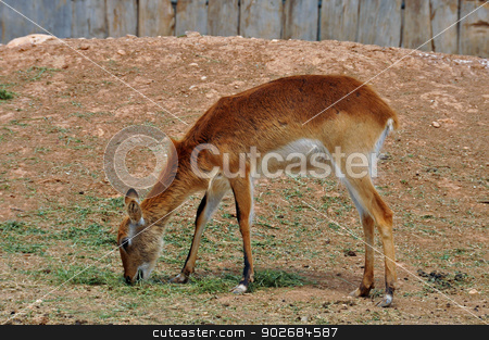 To use this stock image in your creative project, please select the size you need over to the right and click the "Add to Cart" button.
Your downloaded image will come with the Cutcaster watermark removed so don’t worry about the watermark you see on this page. lechwe antelope stock photo, Lechwe brown antelope feeding on grass. Herbivorous animal. by sirylok