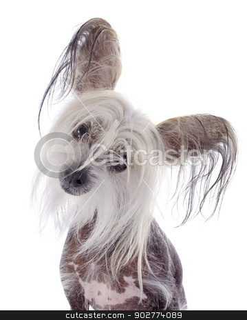 To use this stock image in your creative project, please select the size you need over to the right and click the "Add to Cart" button.
Your downloaded image will come with the Cutcaster watermark removed so don’t worry about the watermark you see on this page. chinese crested dog stock photo, chinese crested dog in front of white background by Bonzami Emmanuelle