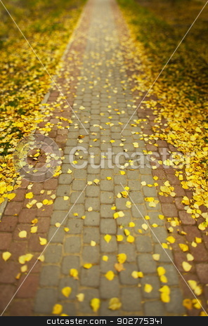 To use this stock image in your creative project, please select the size you need over to the right and click the "Add to Cart" button.
Your downloaded image will come with the Cutcaster watermark removed so don’t worry about the watermark you see on this page. Autumn stock photo, A walking path strewn with fallen leaves away into the distance by mrivserg