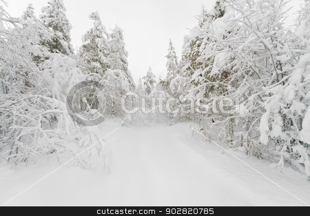 To use this stock image in your creative project, please select the size you need over to the right and click the "Add to Cart" button.
Your downloaded image will come with the Cutcaster watermark removed so don’t worry about the watermark you see on this page. The path in a snowy winter forest stock photo, Footpath in a snowy winter forest by Alexey Romanov