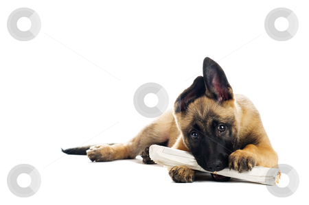 To use this stock image in your creative project, please select the size you need over to the right and click the "Add to Cart" button.
Your downloaded image will come with the Cutcaster watermark removed so don’t worry about the watermark you see on this page. Cute puppy stock photo, Cute puppy enjoying its morning paper by Tommy Maenhout