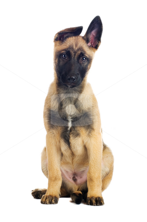 To use this stock image in your creative project, please select the size you need over to the right and click the "Add to Cart" button.
Your downloaded image will come with the Cutcaster watermark removed so don’t worry about the watermark you see on this page. Cute puppy stock photo, Cute puppy looking straight into the camera by Tommy Maenhout
