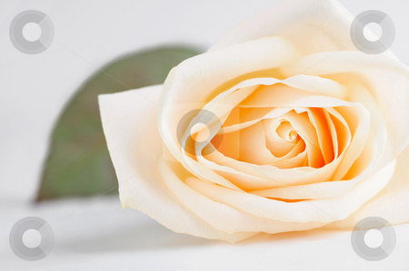To use this stock image in your creative project, please select the size you need over to the right and click the "Add to Cart" button.
Your downloaded image will come with the Cutcaster watermark removed so don’t worry about the watermark you see on this page. Delicate beige rose stock photo, Delicate high key beige rose macro with a leaf by Elena Elisseeva