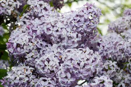 Lilac Bush Lilac Bush stock photo, Close-up view of lilac flowers bunched together by Richard Nelson