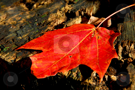 Maple leaf Maple leaf stock photo, Red maple leaf on old tree stump by Elena Elisseeva