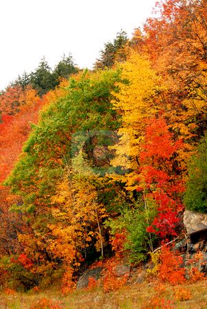 Fall forest background Fall forest background stock photo, Colorful yellow and red fall forest background by Elena Elisseeva