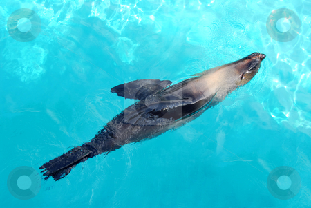 Seal Seal stock photo, Seal swimming happily in a blue pool by Elena Elisseeva