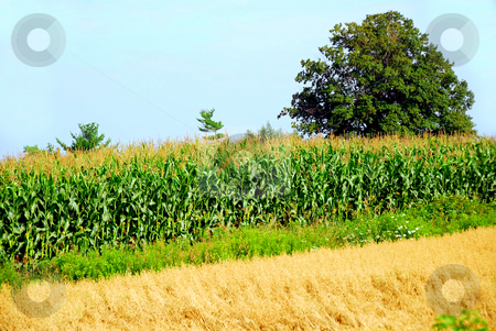 Agriculture Agriculture stock photo, Agricultural landscape with corn and oat fields by Elena Elisseeva