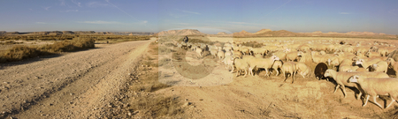 Sheep Sheep stock photo, Image of a sheperd with the cattle in Las BArdenas, Navarra, Spain by Ivan Montero
