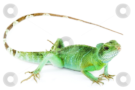 To use this stock image in your creative project, please select the size you need over to the right and click the "Add to Cart" button.
Your downloaded image will come with the Cutcaster watermark removed so don’t worry about the watermark you see on this page. Physignathus cocincinus stock photo, Detail of an adult agama Physignathus cocincinus by Petr Koudelka