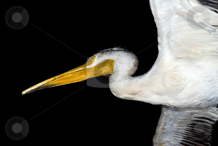 To use this stock image in your creative project, please select the size you need over to the right and click the "Add to Cart" button.
Your downloaded image will come with the Cutcaster watermark removed so don’t worry about the watermark you see on this page. Isolated Pelican stock photo, A large white pelican isolated on a black background by Richard Nelson