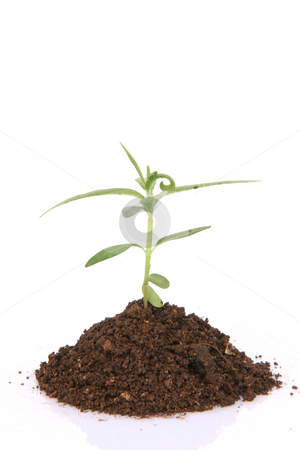Plant closeup Plant closeup stock photo, Small plant with soil closeup isolated on white background with copy space by EVANGELOS THOMAIDIS
