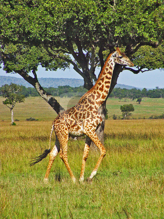 Running giraffe Running giraffe stock photo, A male giraffe running in the plains of the Masai Mara national park, Kenya by Emmanuel Keller