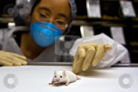 Scientist with white mouse Scientist with white mouse stock photo, A female oriental scientist wearing latex gloves and a blue mask with a cute white balb/c laboratory mouse in her hands by Paul Hakimata