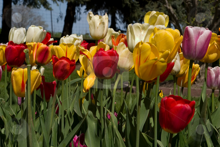 Holland, Michigan Tulip Festival Holland, Michigan Tulip Festival stock photo, by Ramses Racelis