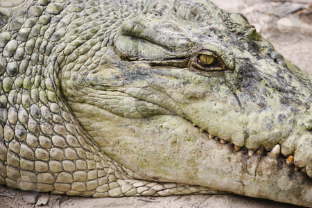 To use this stock image in your creative project, please select the size you need over to the right and click the "Add to Cart" button.
Your downloaded image will come with the Cutcaster watermark removed so don’t worry about the watermark you see on this page. Crocodile head. stock photo, Close up of side view of crocodile in Australia. by Iofoto Images