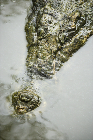 To use this stock image in your creative project, please select the size you need over to the right and click the "Add to Cart" button.
Your downloaded image will come with the Cutcaster watermark removed so don’t worry about the watermark you see on this page. Crocodile in water. stock photo, Head of crocodile swimming in water in Australia. by Iofoto Images