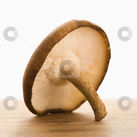 Mushroom still life. Mushroom still life. stock photo, Still life of single brown mushroom. by Iofoto Images