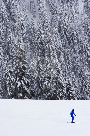 To use this stock image in your creative project, please select the size you need over to the right and click the "Add to Cart" button.
Your downloaded image will come with the Cutcaster watermark removed so don’t worry about the watermark you see on this page. Lone skier stock photo, Lone skier with a pine forest in the background by Mark Yuill