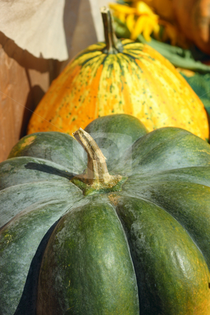 Fancy pumpkins Fancy pumpkins stock photo, Fancy pumpkins on a peasant market under the sunlight by Natalia Macheda